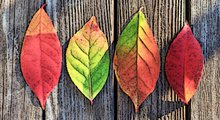 color-leaves.jpg